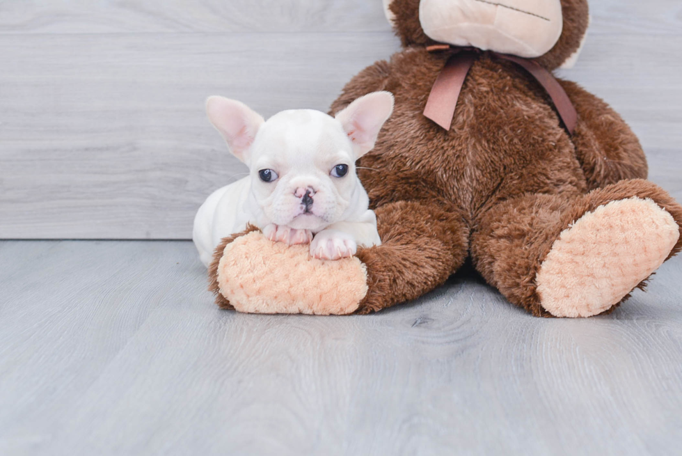 French Bulldog Puppy for Adoption