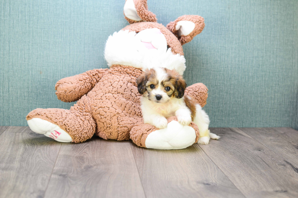 Adorable Cavalier Designer Puppy