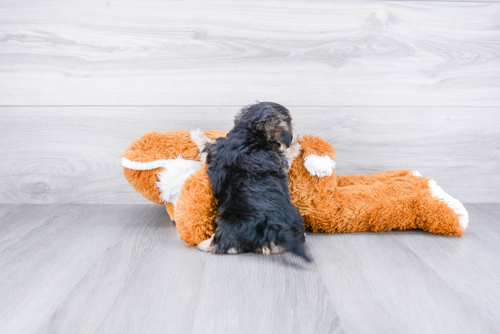 Morkie Pup Being Cute