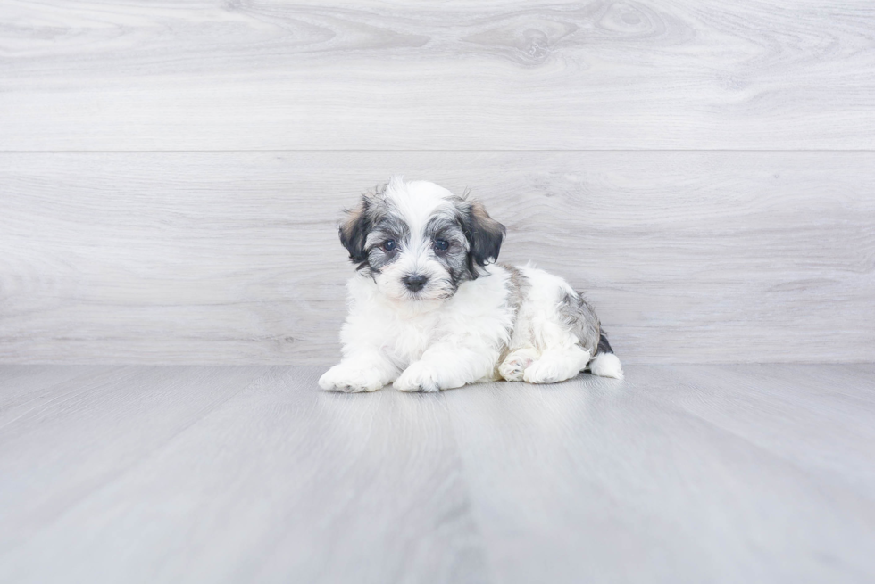 Havanese Puppy for Adoption