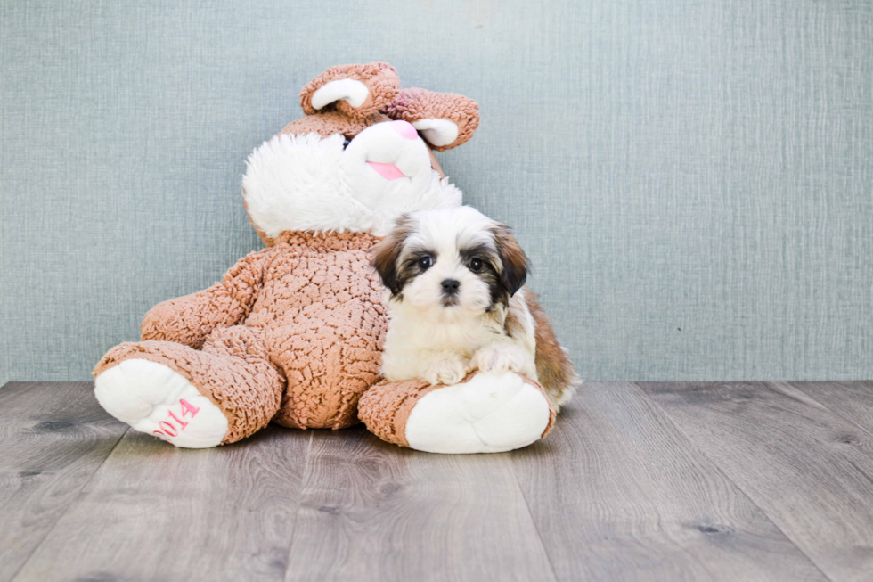 Fluffy Teddy Bear Designer Pup