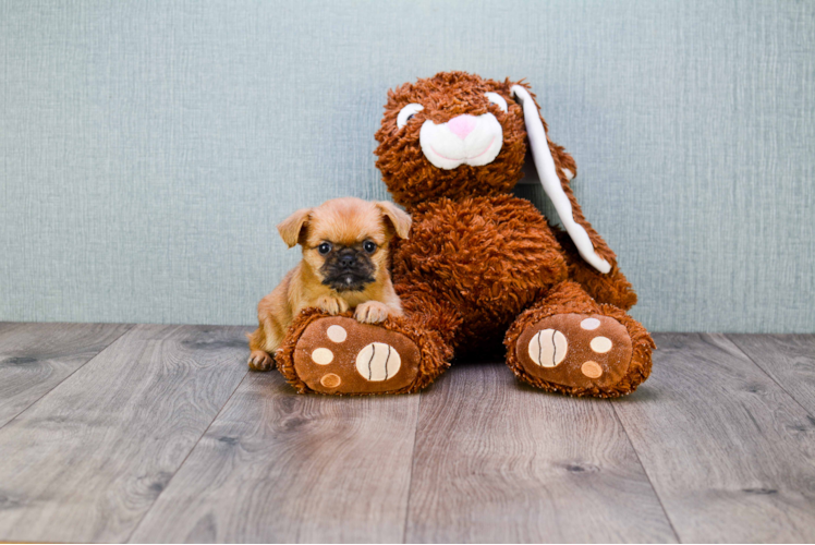 Cute Brussels Griffon Baby