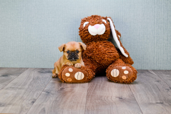 Cute Brussels Griffon Baby