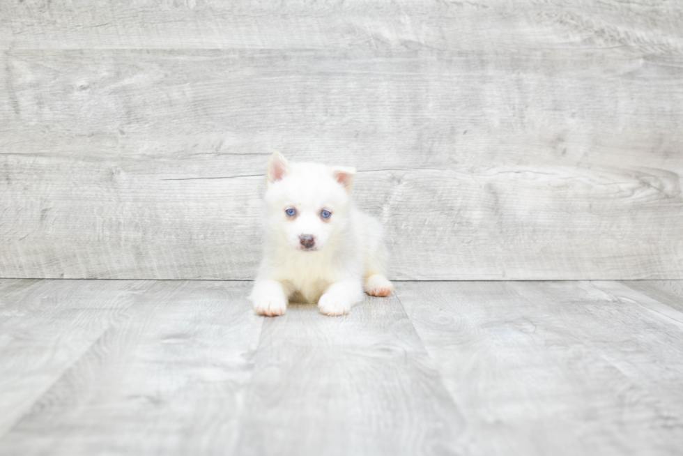 Pomsky Pup Being Cute