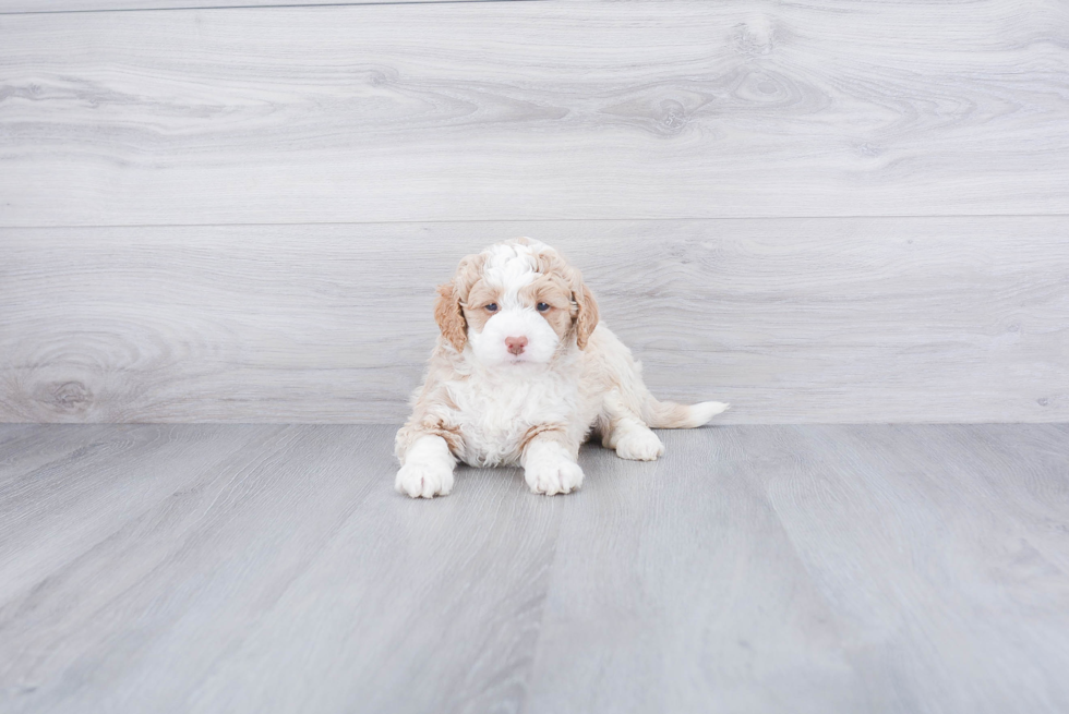 Smart Mini Goldendoodle Poodle Mix Pup