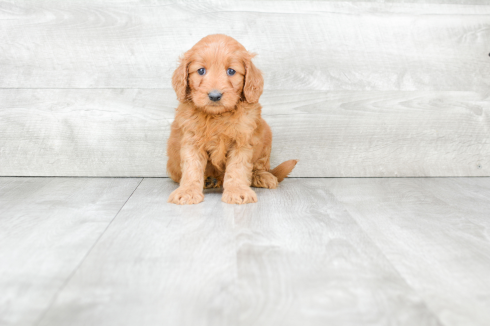 Mini Goldendoodle Puppy for Adoption