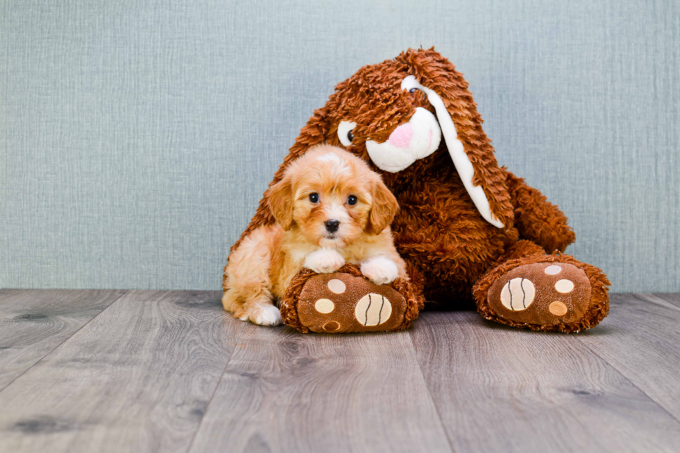 Best Cavapoo Baby