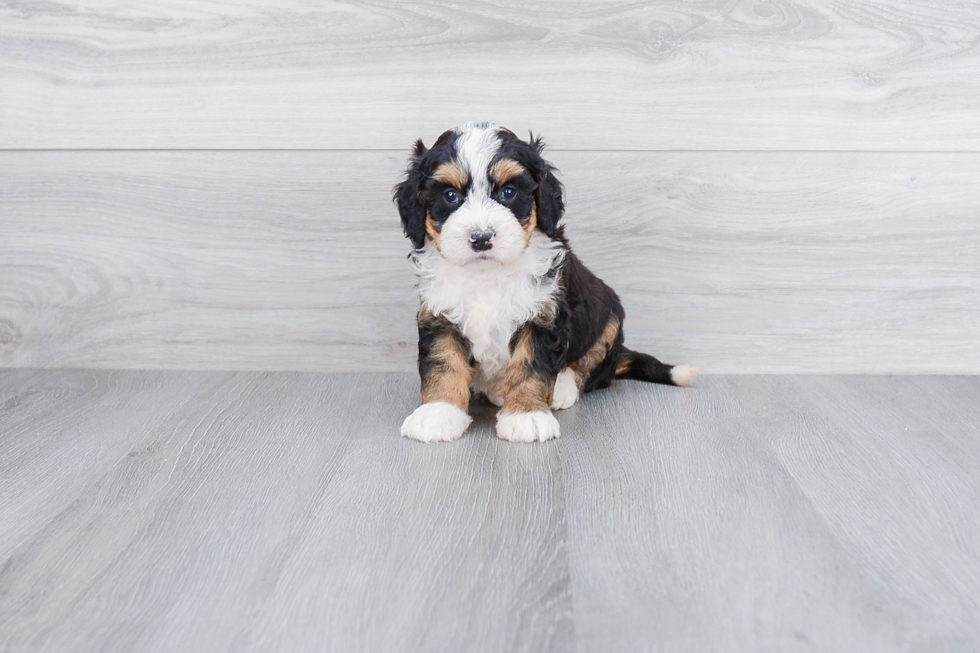 Funny Mini Bernedoodle Poodle Mix Pup