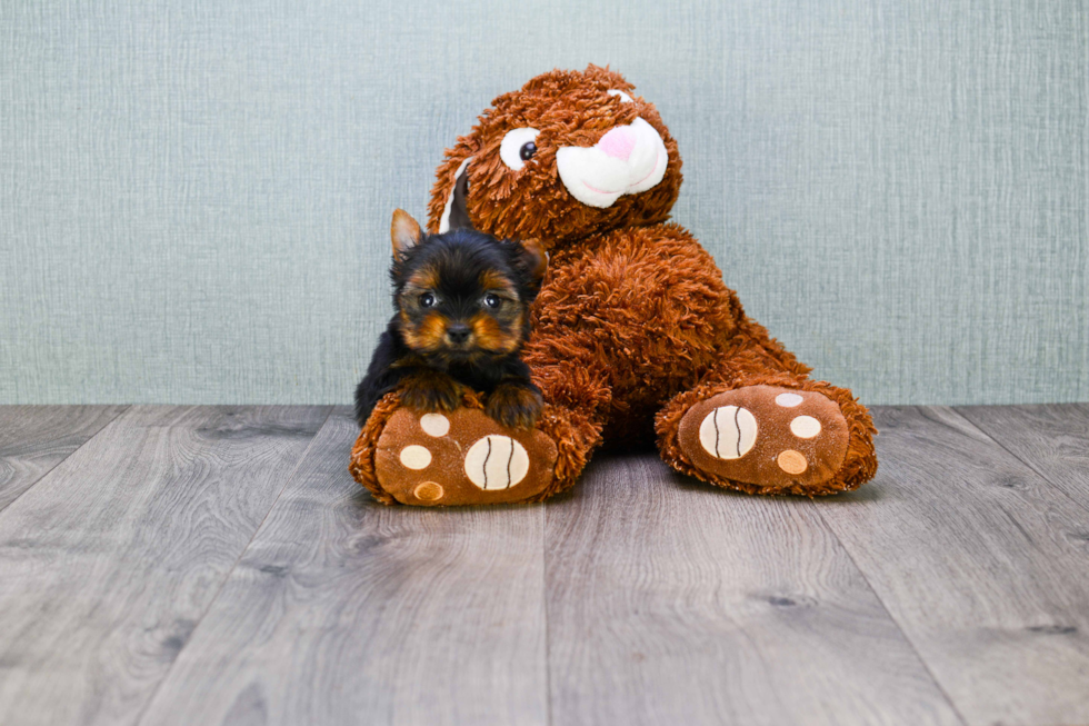 Meet Nugget - our Yorkshire Terrier Puppy Photo 