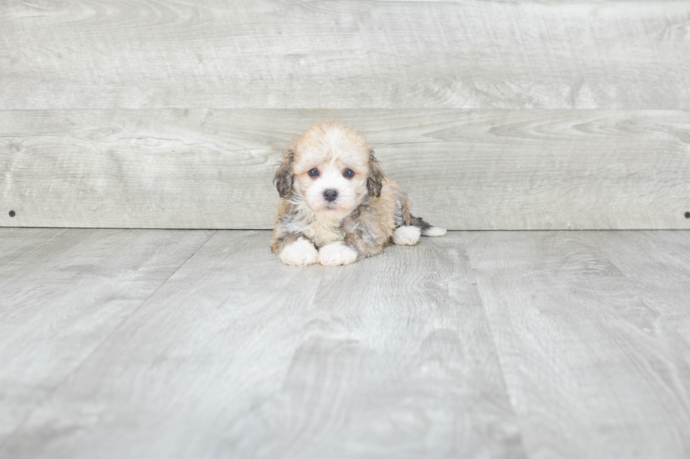 Happy Havanese Purebred Puppy