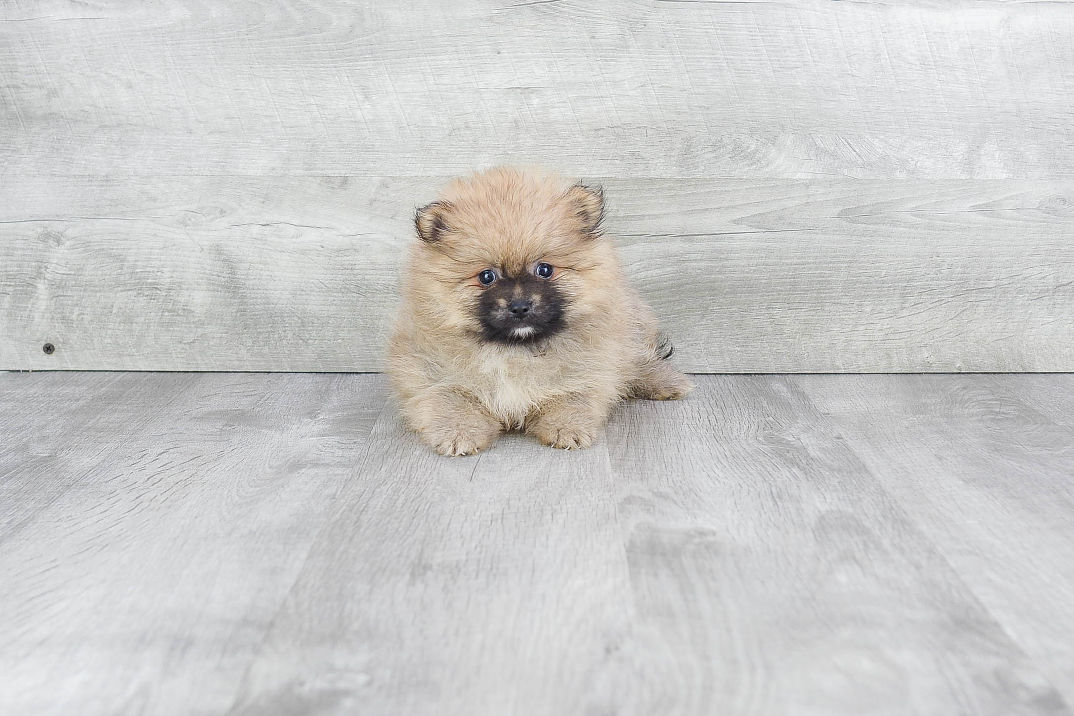 Friendly Pomeranian Baby