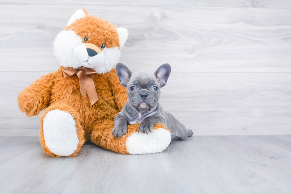 Best French Bulldog Baby