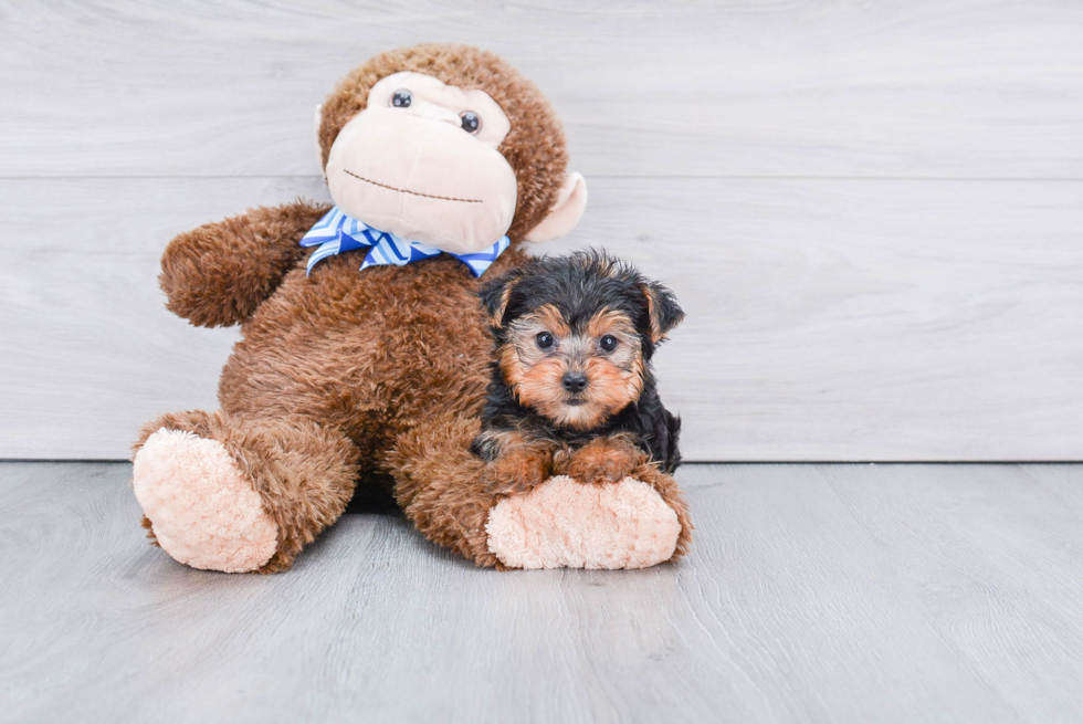 Meet Twinkle - our Yorkshire Terrier Puppy Photo 