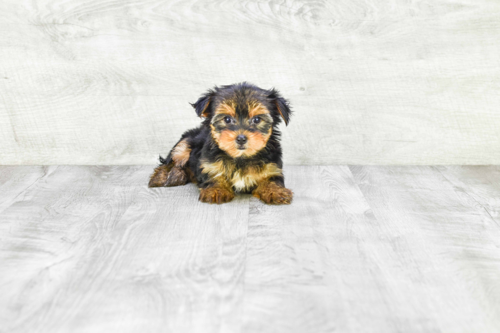 Meet Avery - our Yorkshire Terrier Puppy Photo 