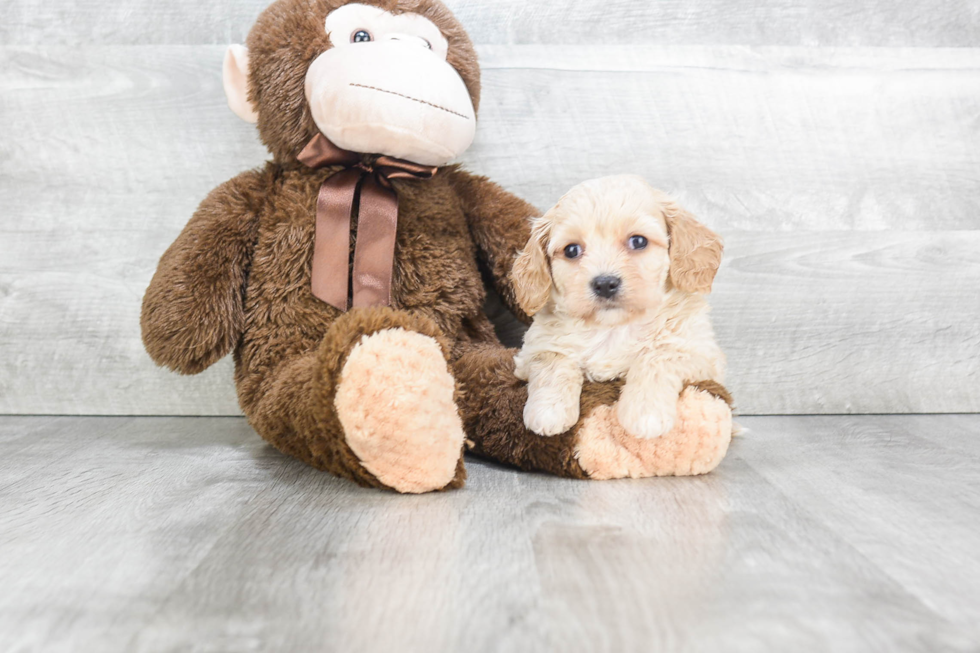 Cavachon Pup Being Cute