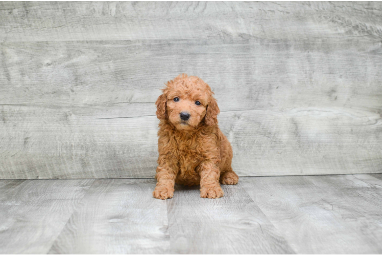 Fluffy Mini Goldendoodle Poodle Mix Pup