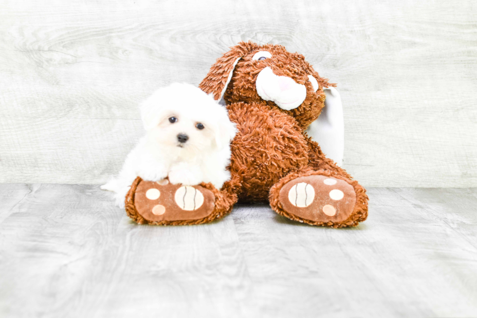 Smart Maltese Purebred Puppy