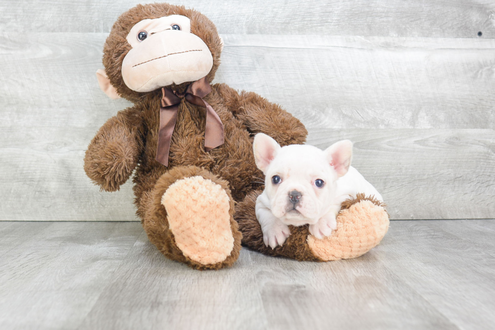 French Bulldog Pup Being Cute