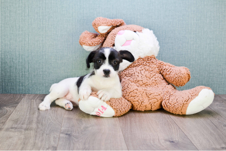 French Bulldog Puppy for Adoption