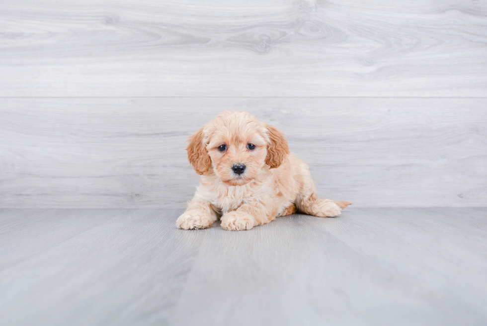 Mini Goldendoodle Pup Being Cute