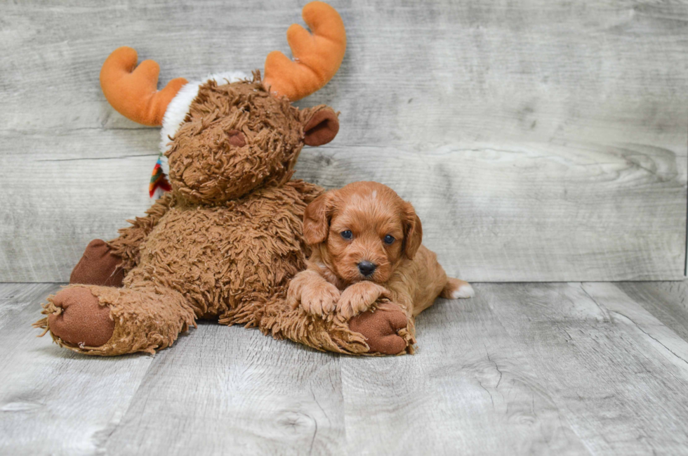 Best Cavapoo Baby