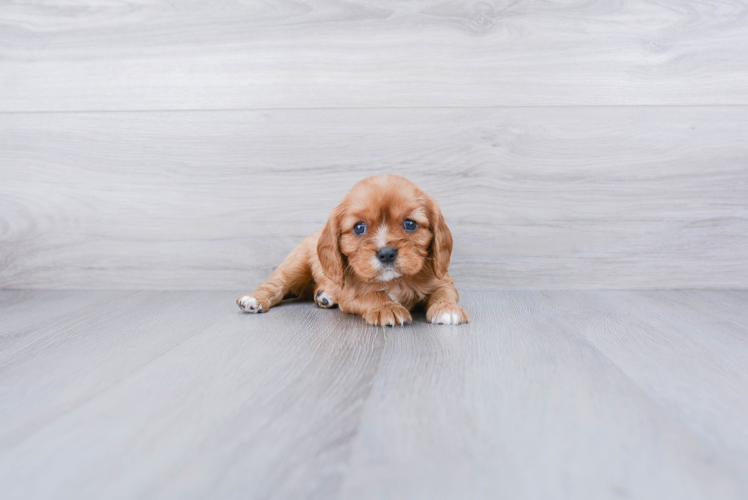 Hypoallergenic Cavalier King Charles Spaniel Baby