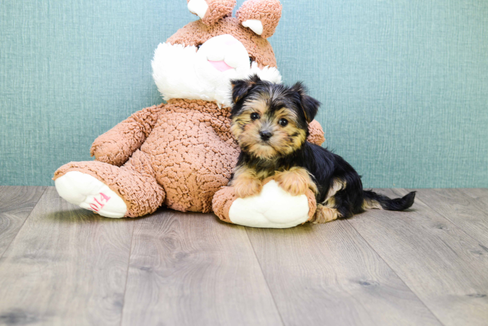 Morkie Pup Being Cute