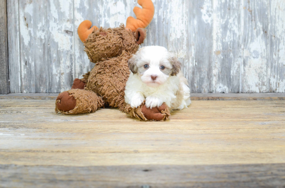 Sweet Havanese Purebred Puppy