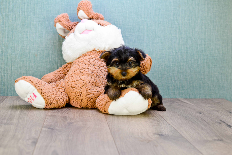 Meet Timmy - our Yorkshire Terrier Puppy Photo 