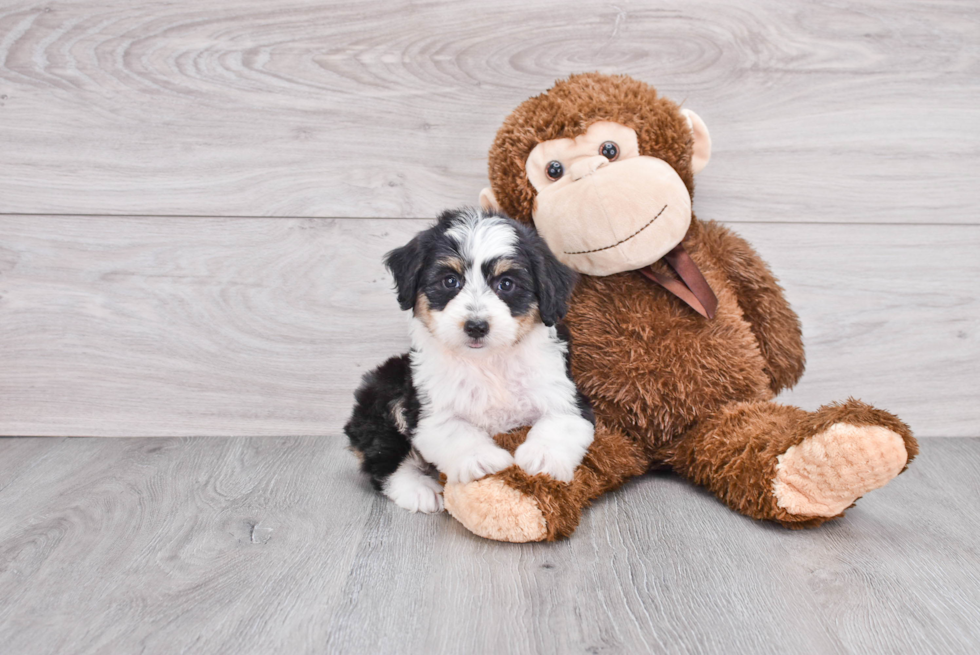 Funny Mini Aussiedoodle Poodle Mix Pup