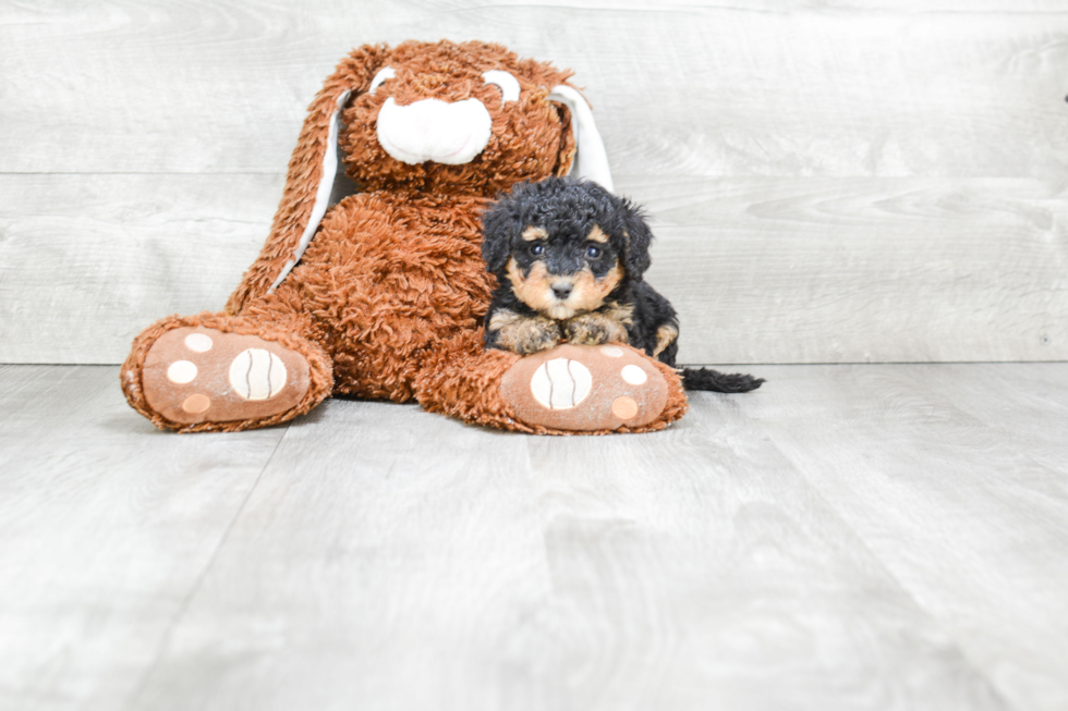 Mini Bernedoodle Pup Being Cute