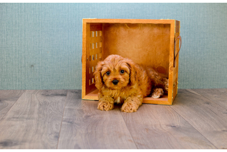 Petite Cavapoo Poodle Mix Pup