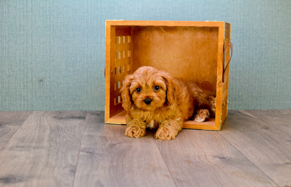 Petite Cavapoo Poodle Mix Pup