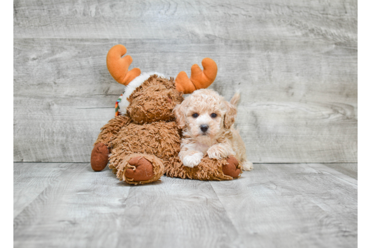 Happy Maltipoo Baby