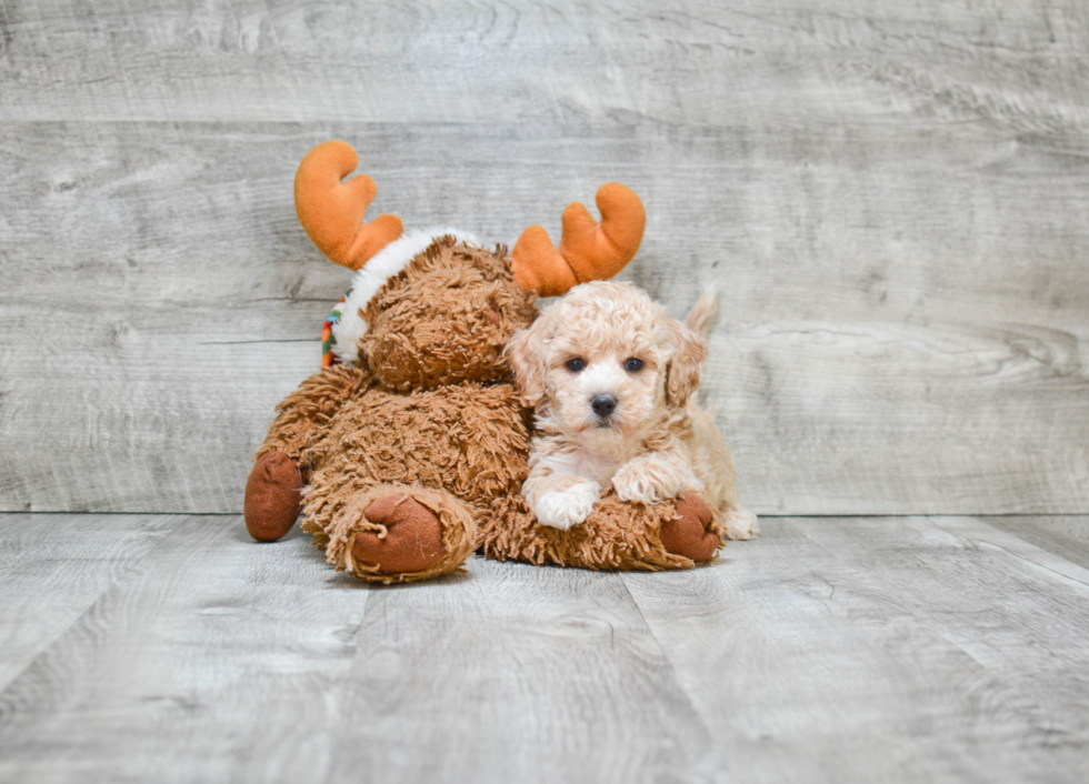 Happy Maltipoo Baby