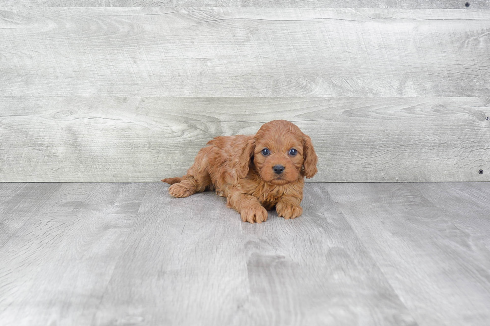 Best Cavapoo Baby