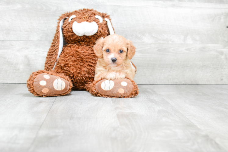 Cavapoo Puppy for Adoption