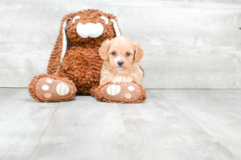 Cavapoo Puppy for Adoption