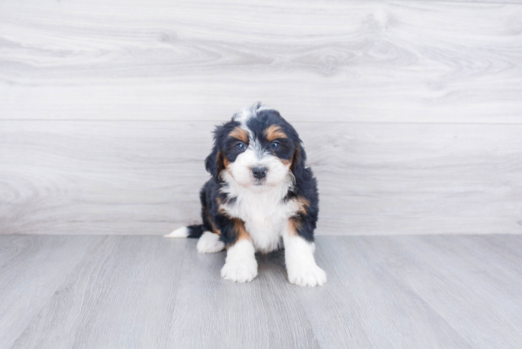 Best Mini Bernedoodle Baby