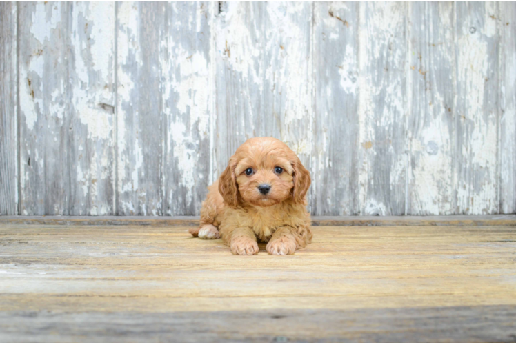 Mixed Breed Puppy for Adoption