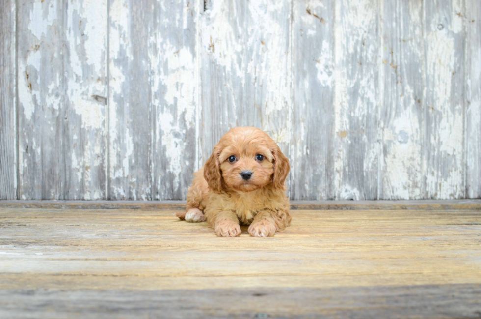 Mixed Breed Puppy for Adoption