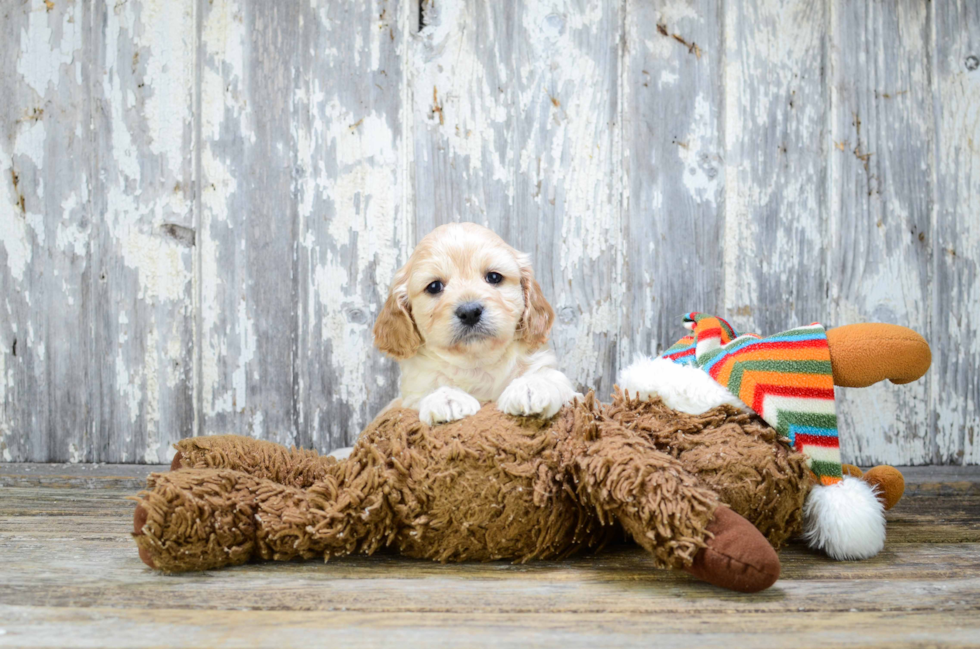 Hypoallergenic Cavoodle Poodle Mix Puppy