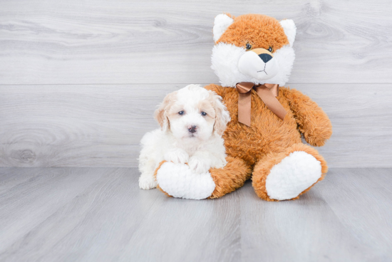 Friendly Mini Bernedoodle Baby