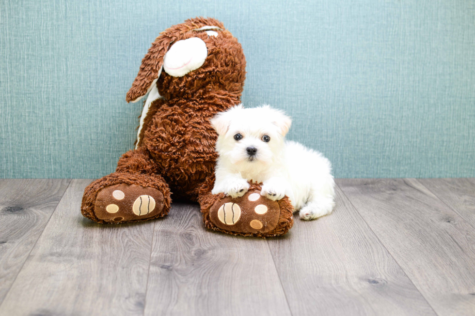 Energetic Maltepoo Poodle Mix Puppy