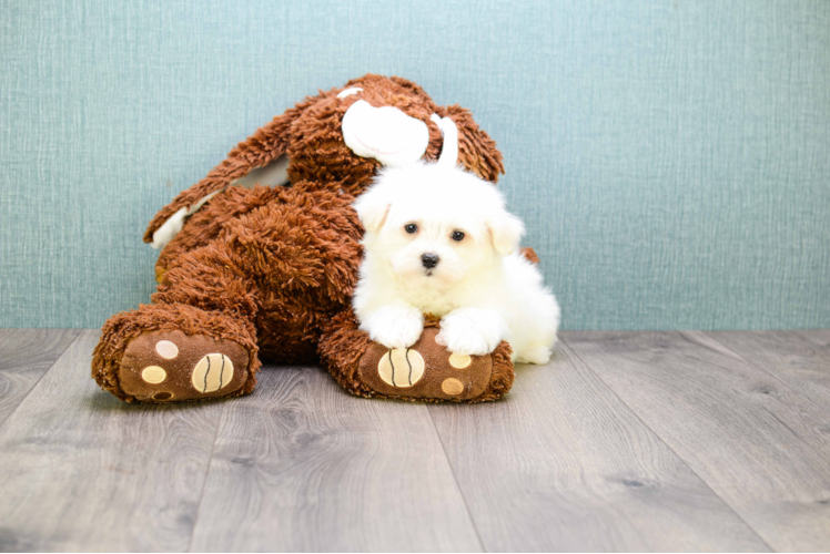 Popular Maltese Purebred Pup