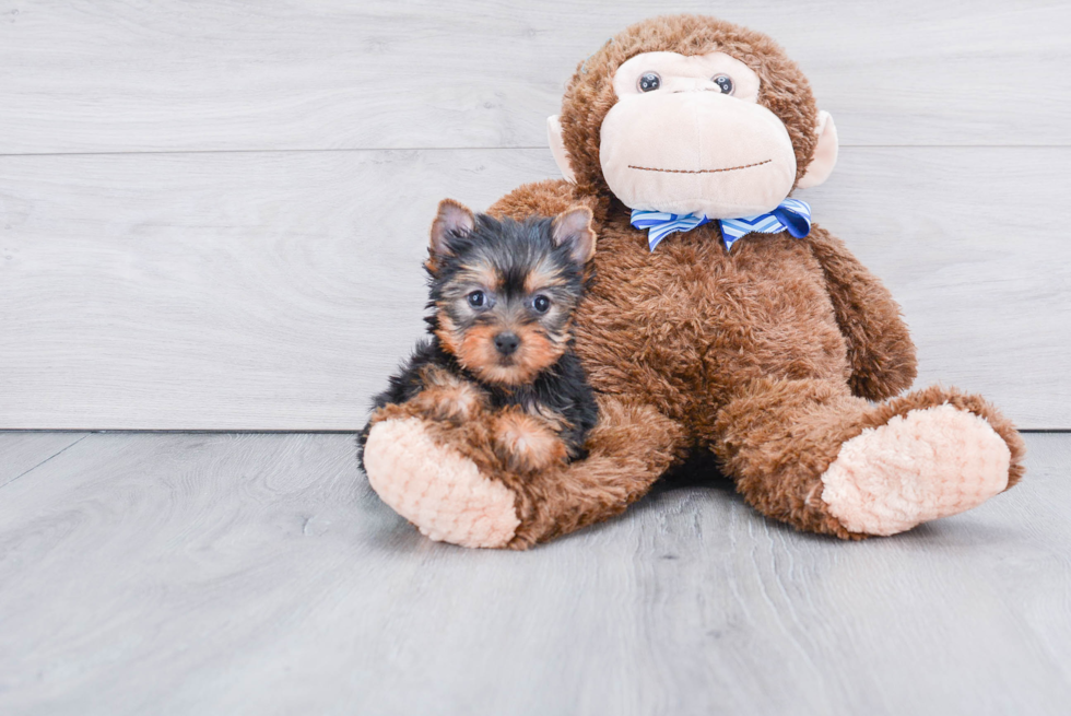 Meet Adrianna - our Yorkshire Terrier Puppy Photo 