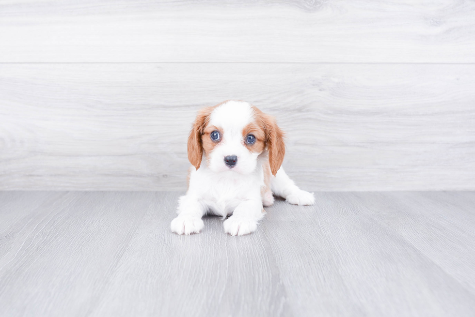 Hypoallergenic Cavalier King Charles Spaniel Baby