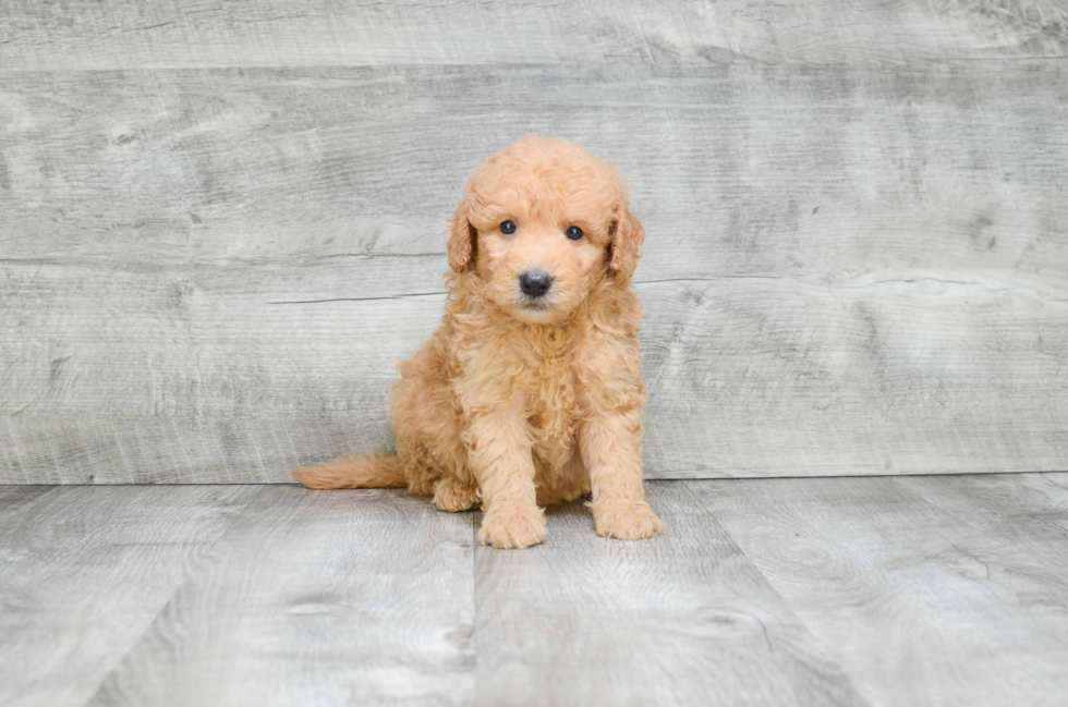 Mini Goldendoodle Puppy for Adoption