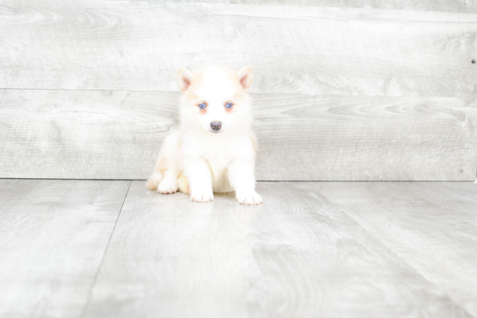 Sweet Pomsky Baby