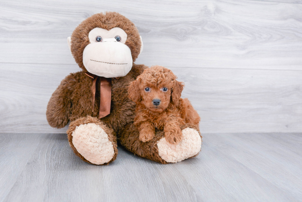 Energetic Golden Retriever Poodle Mix Puppy